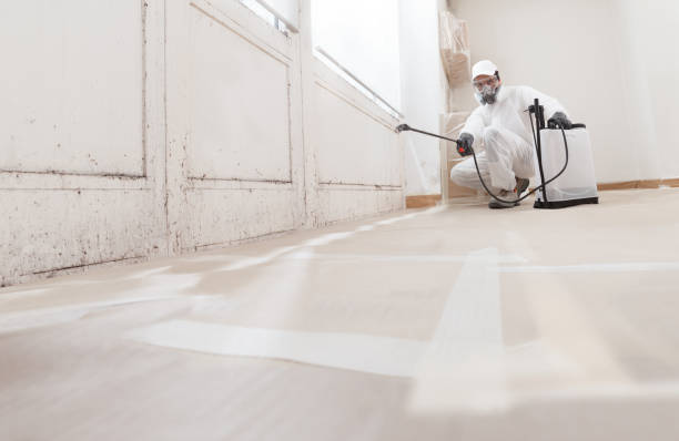 24/7 Emergency Black Mold Remediation experts in Davidsonville, MD