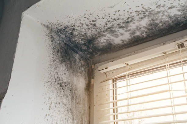 Affordable Black Mold Remediation solutions in Davidsonville, MD